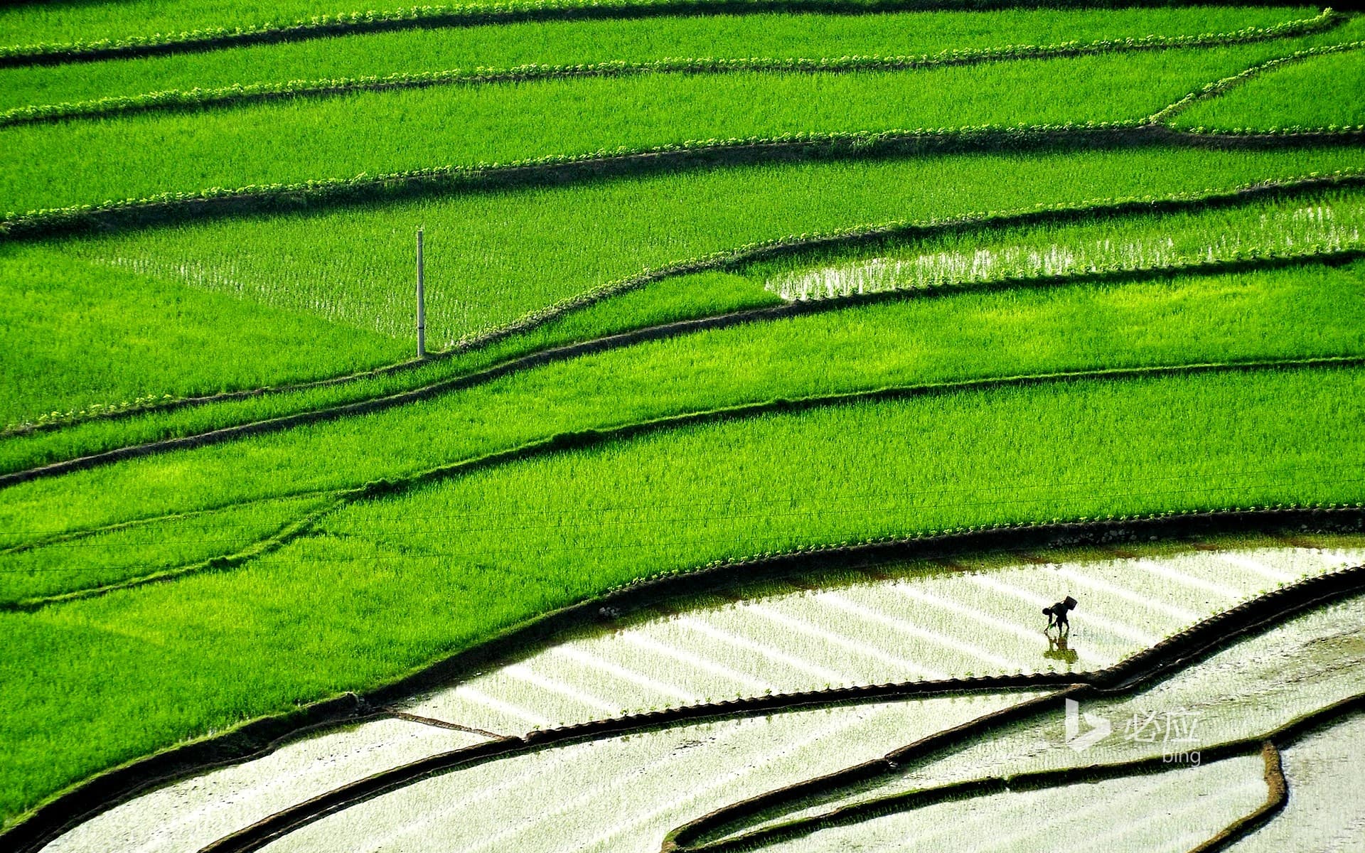 Bing Wallpaper: [Gu Yu Today] Sichuan Province, Farmers Planting Rice in Terraced Fields