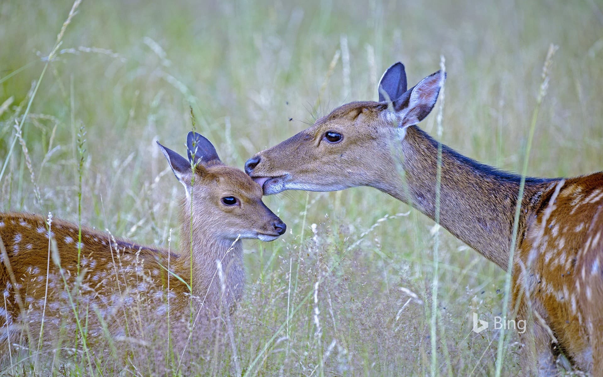 Bing Wallpaper: Sika deer with fawn, Haute Saone, France
