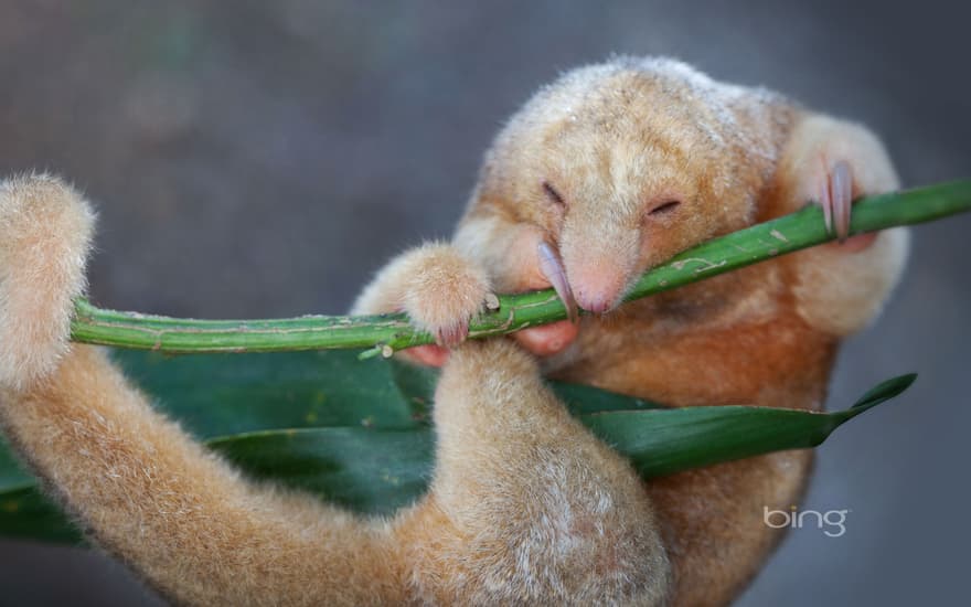 Silky anteater near Penonomé in Coclé Province, Republic of Panama