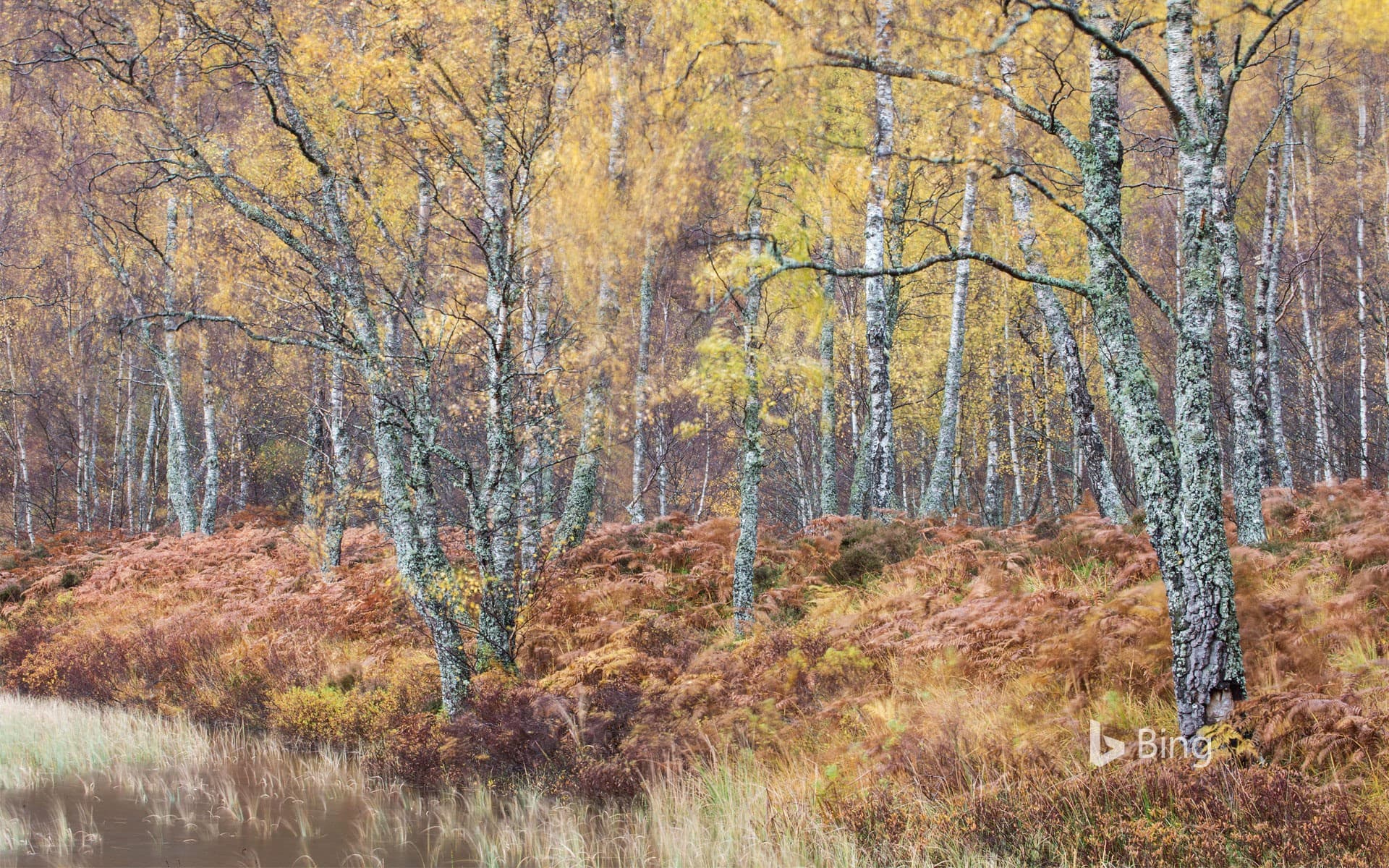 Bing Wallpaper: Silver birch (Betula pendula) woodland, Craigellachie National Nature Reserve, Scotland