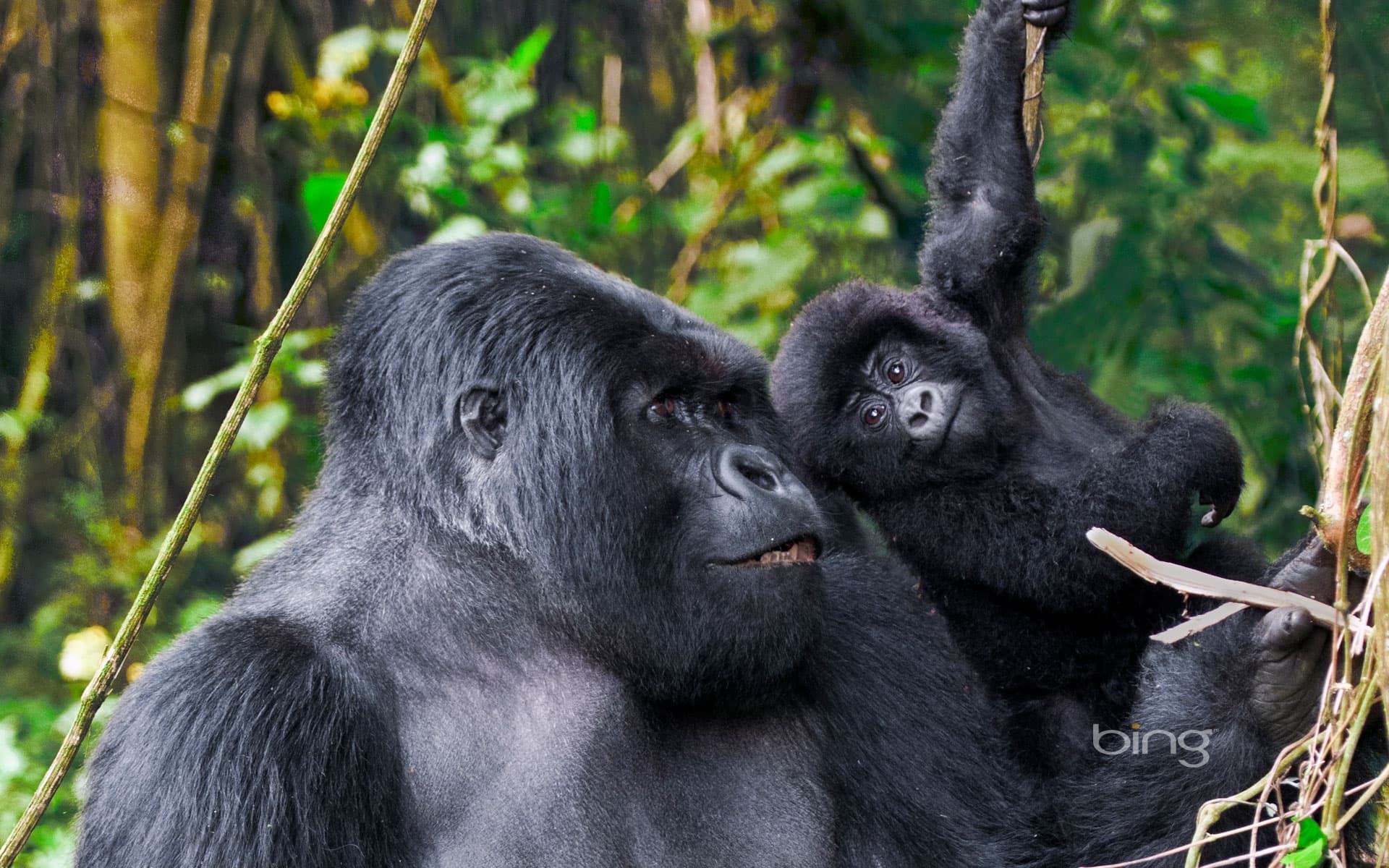 Bing Wallpaper: Adult male mountain gorilla and juvenile in Volcanoes National Park, Rwanda
