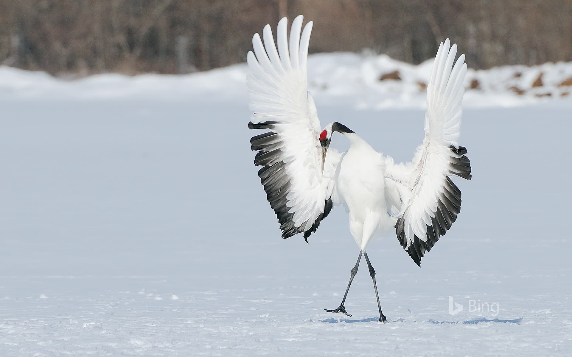 Bing Wallpaper: "One" Red-crowned Crane