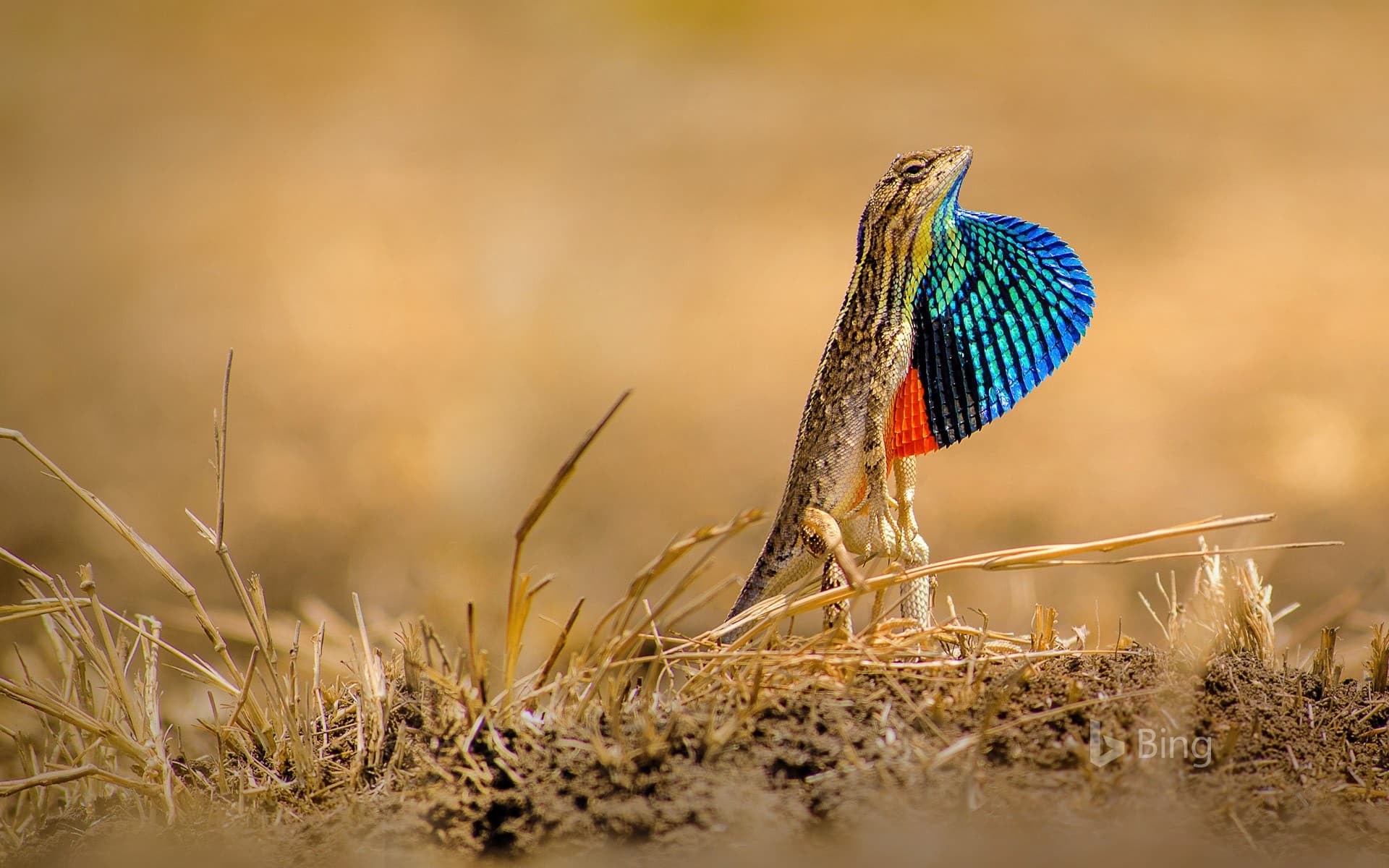Bing Wallpaper: Fan-throated lizard in the Ghoradeshwar Hills, Pune, Maharashtra, India