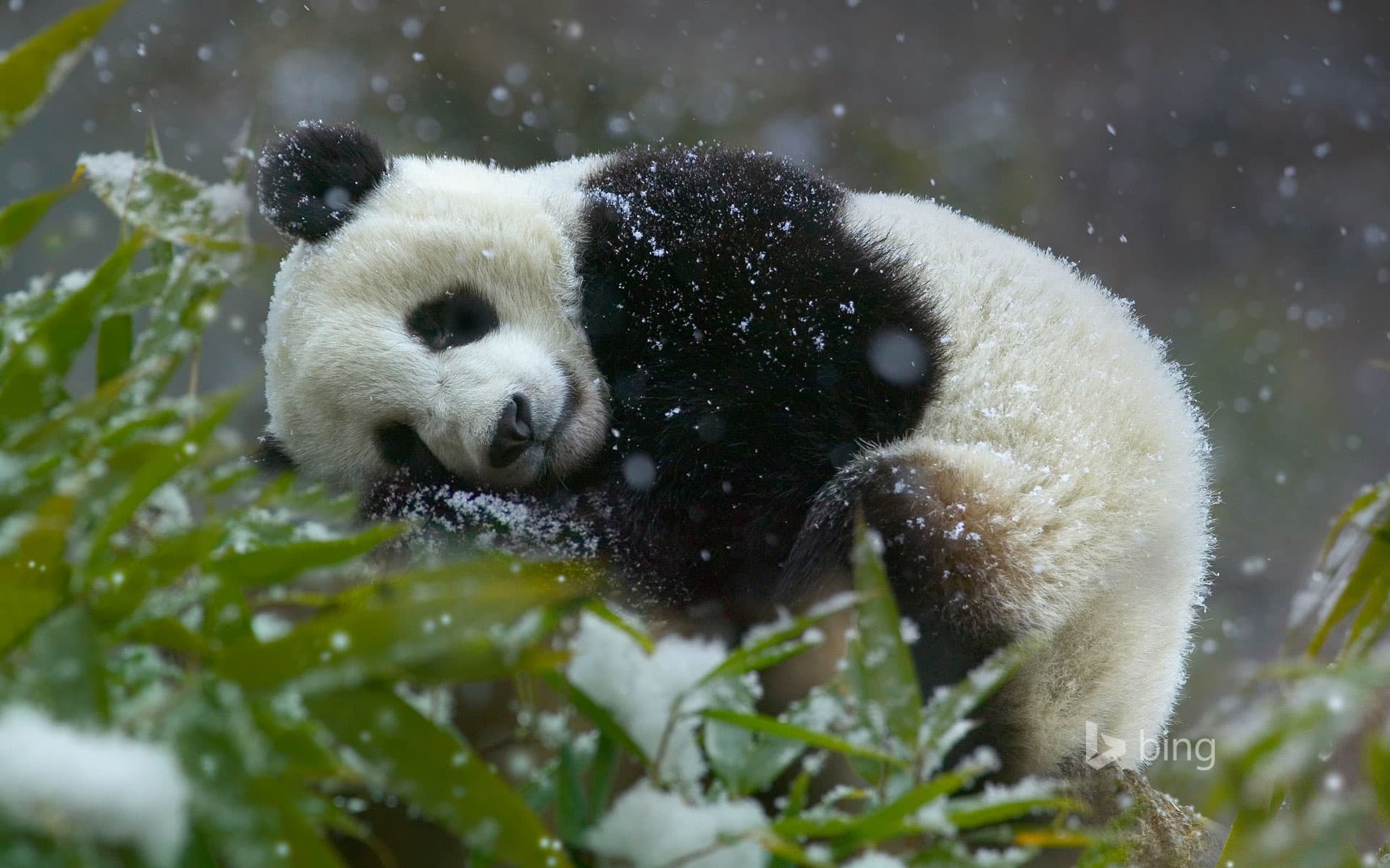 Bing Wallpaper: Giant panda cub, Wolong National Nature Reserve, Sichuan province, China