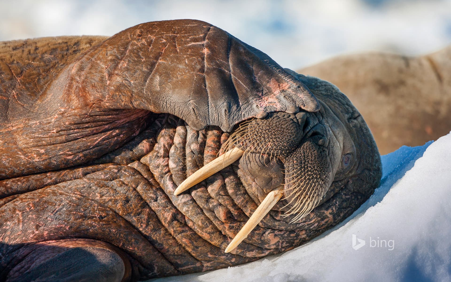 Bing Wallpaper: Walrus on Frozen Strait, Hudson Bay, Nunavut, Canada