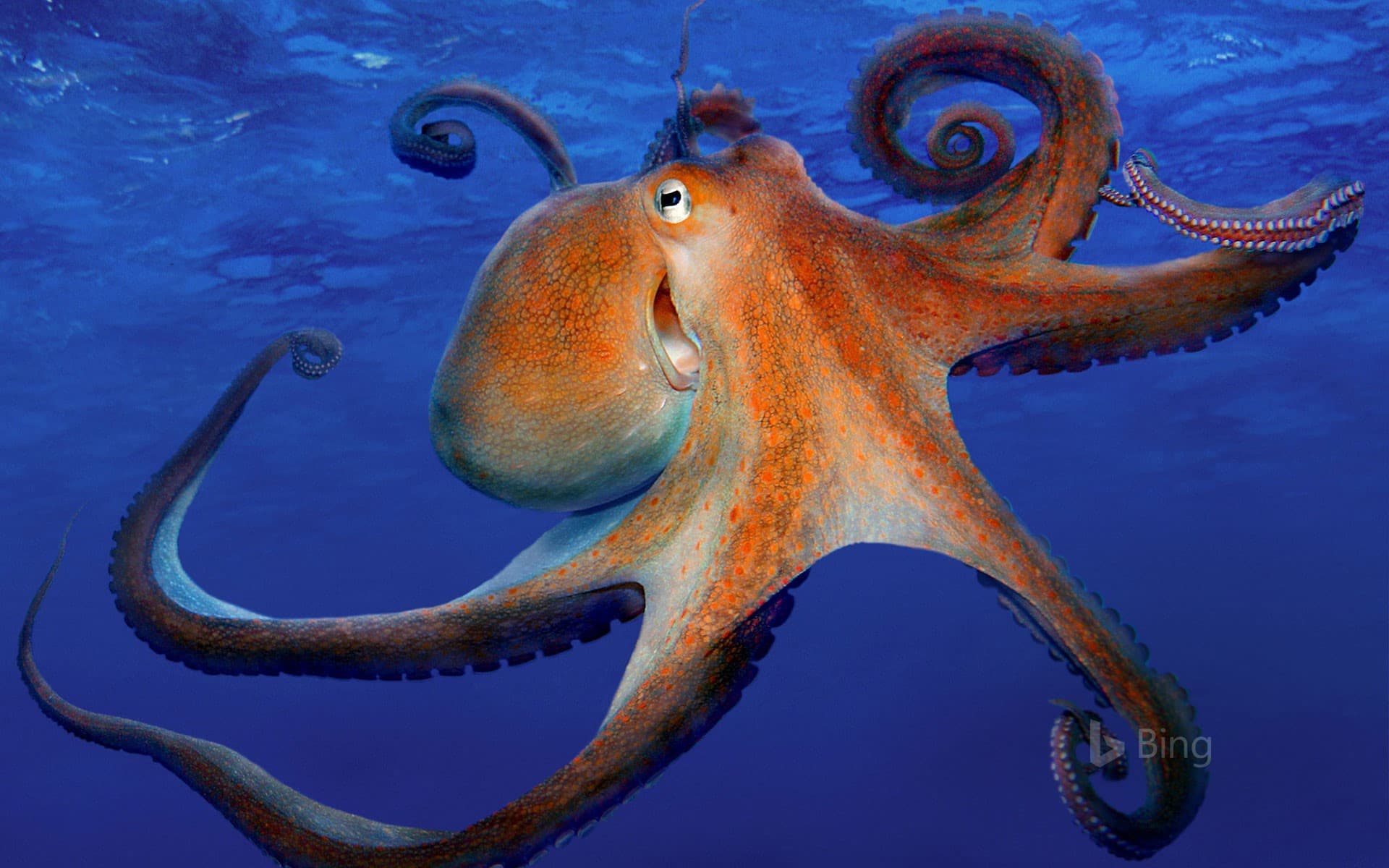Bing Wallpaper: Common octopus