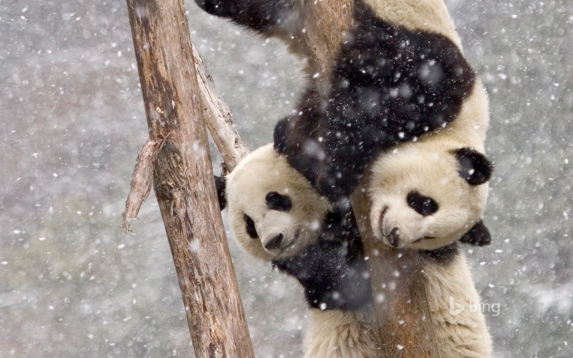 Bing Wallpaper: Giant pandas in Sichuan, China