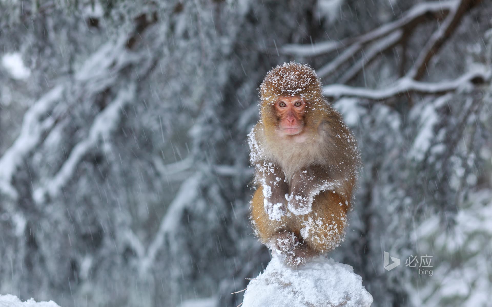 Bing Wallpaper: Muri, the monkey sitting on the stone in the snow