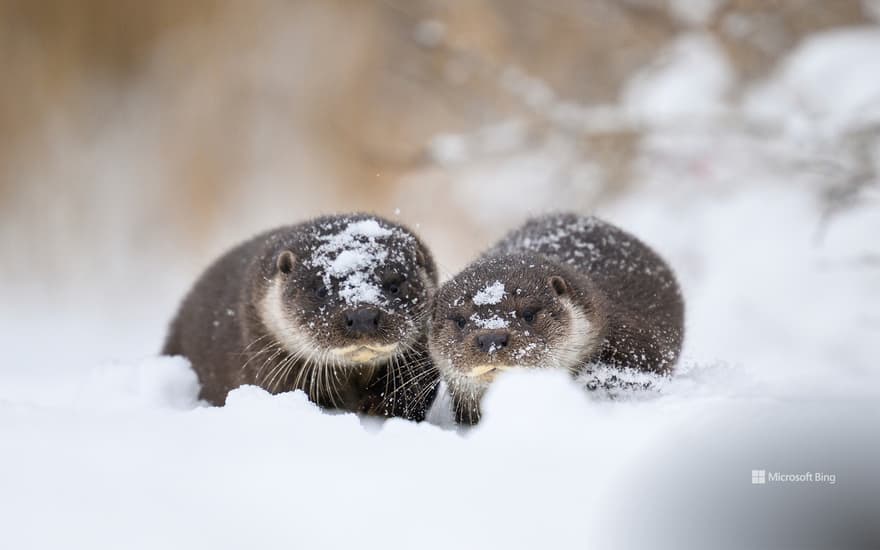 Bing Wallpaper: Eurasian otter and pup, Estonia