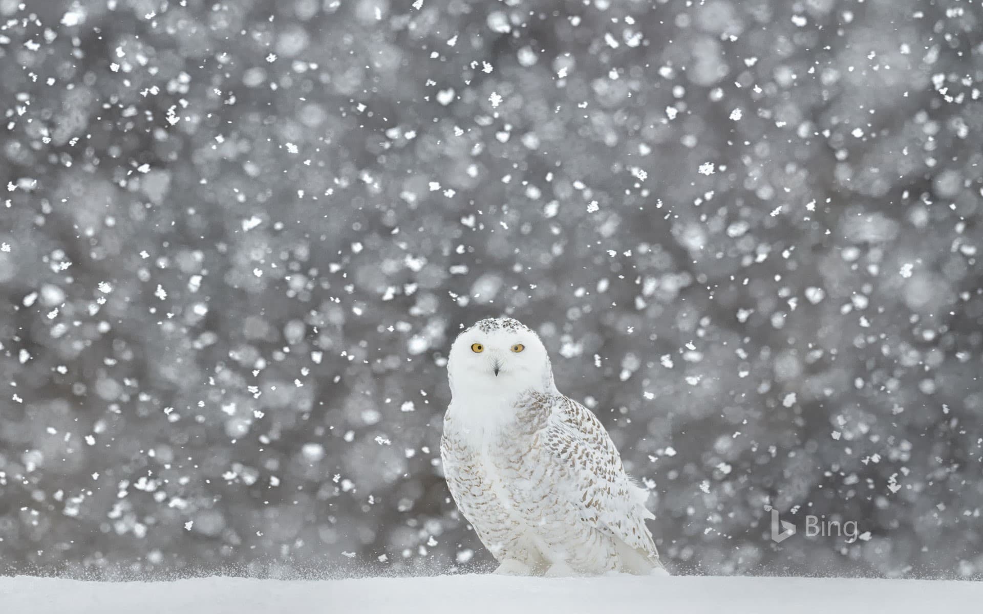 Bing Wallpaper: Snowy owl