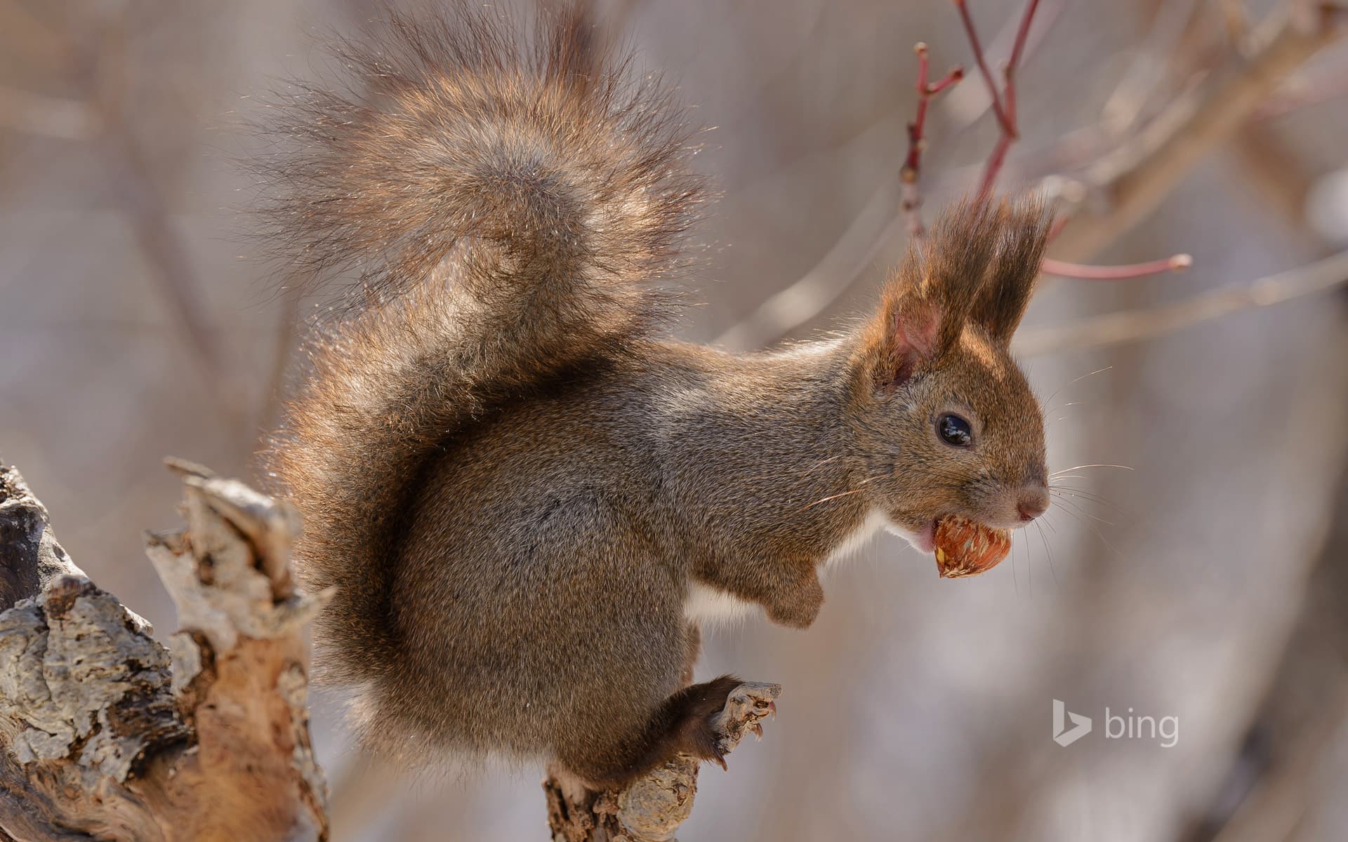 Bing Wallpaper: Eurasian red squirrel on Hokkaido Island, Japan