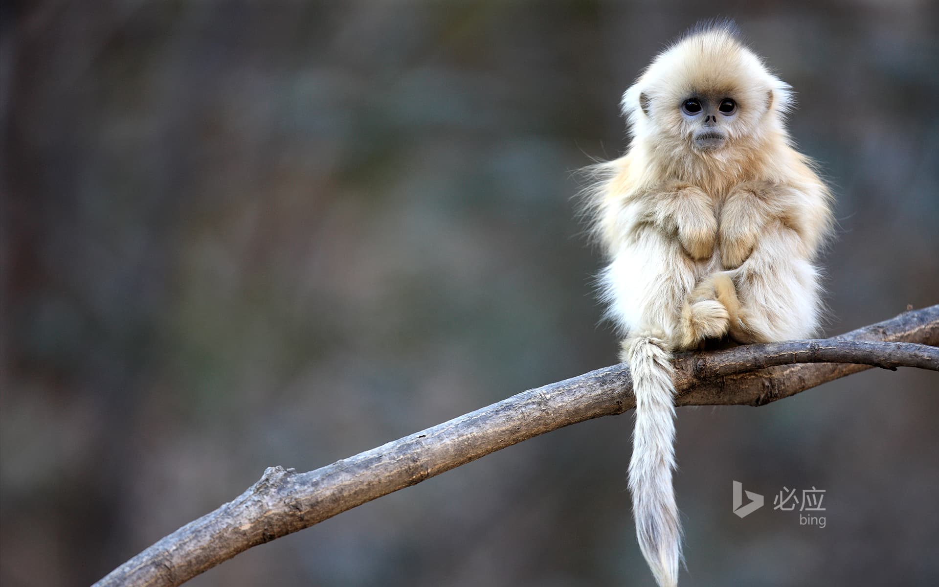 Bing Wallpaper: China, Qinling, Little Golden Monkey