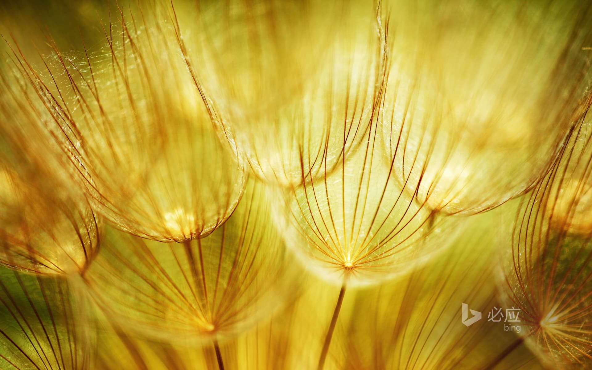 Bing Wallpaper: Macro shot of soft dandelion in spring landscape
