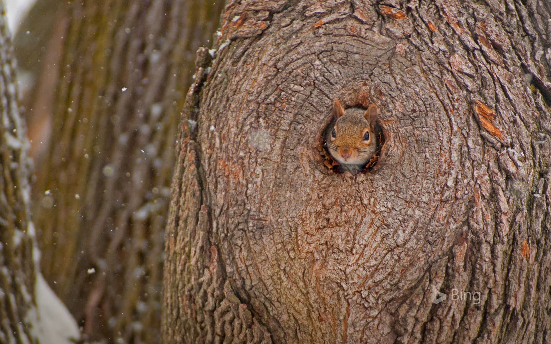 Bing Wallpaper: Eastern gray squirrel peeking out of its den