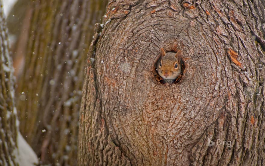 Eastern gray squirrel peeking out of its den
