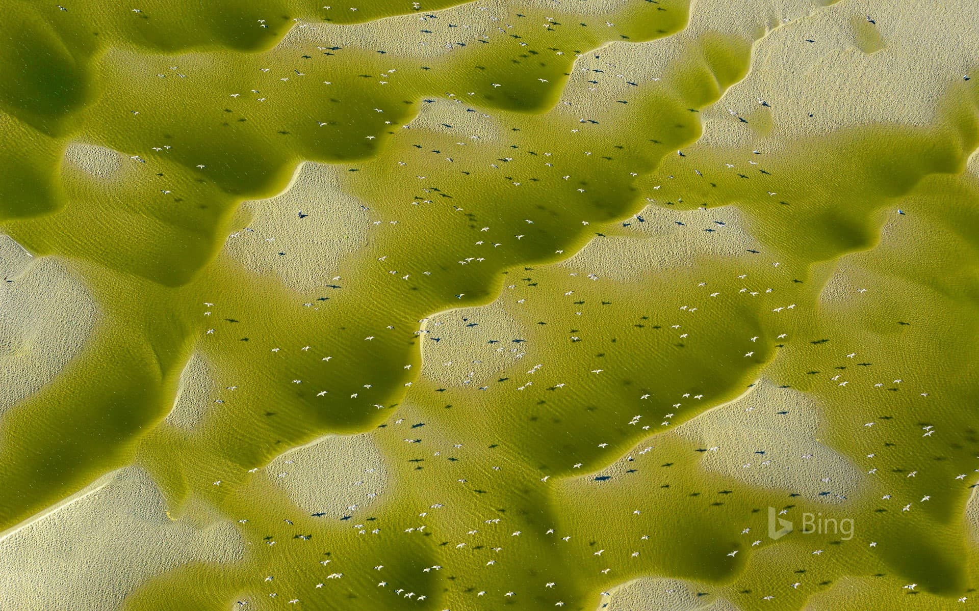 Bing Wallpaper: Somme River estuary, France