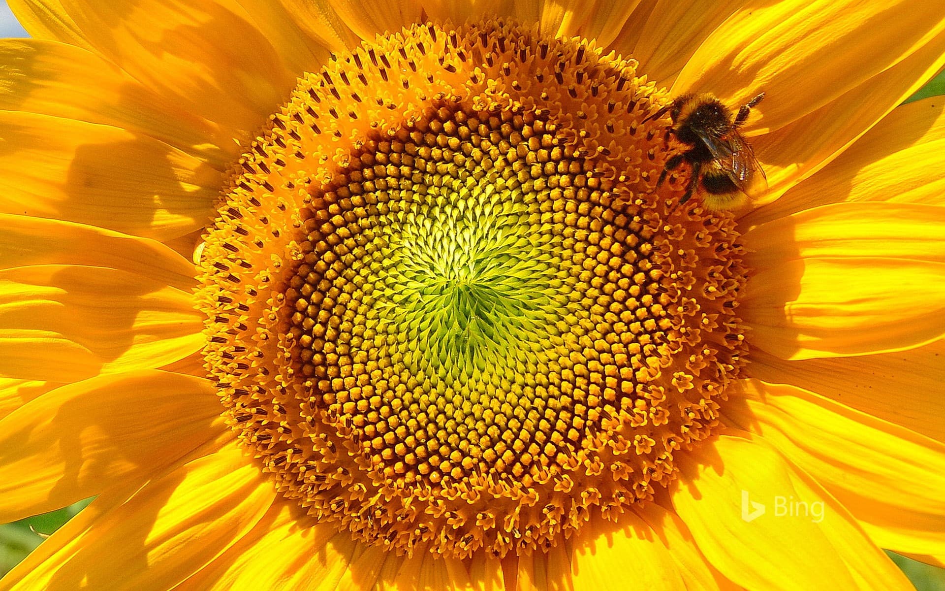 Bing Wallpaper: Bumblebee on sunflower near Viechtach, Bavarian Forest, Bavaria, Germany