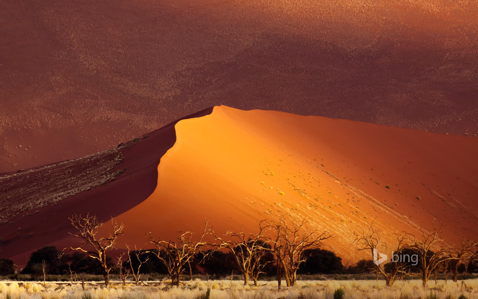 Bing Wallpaper: Sand dune, Sossusvlei, Namibia