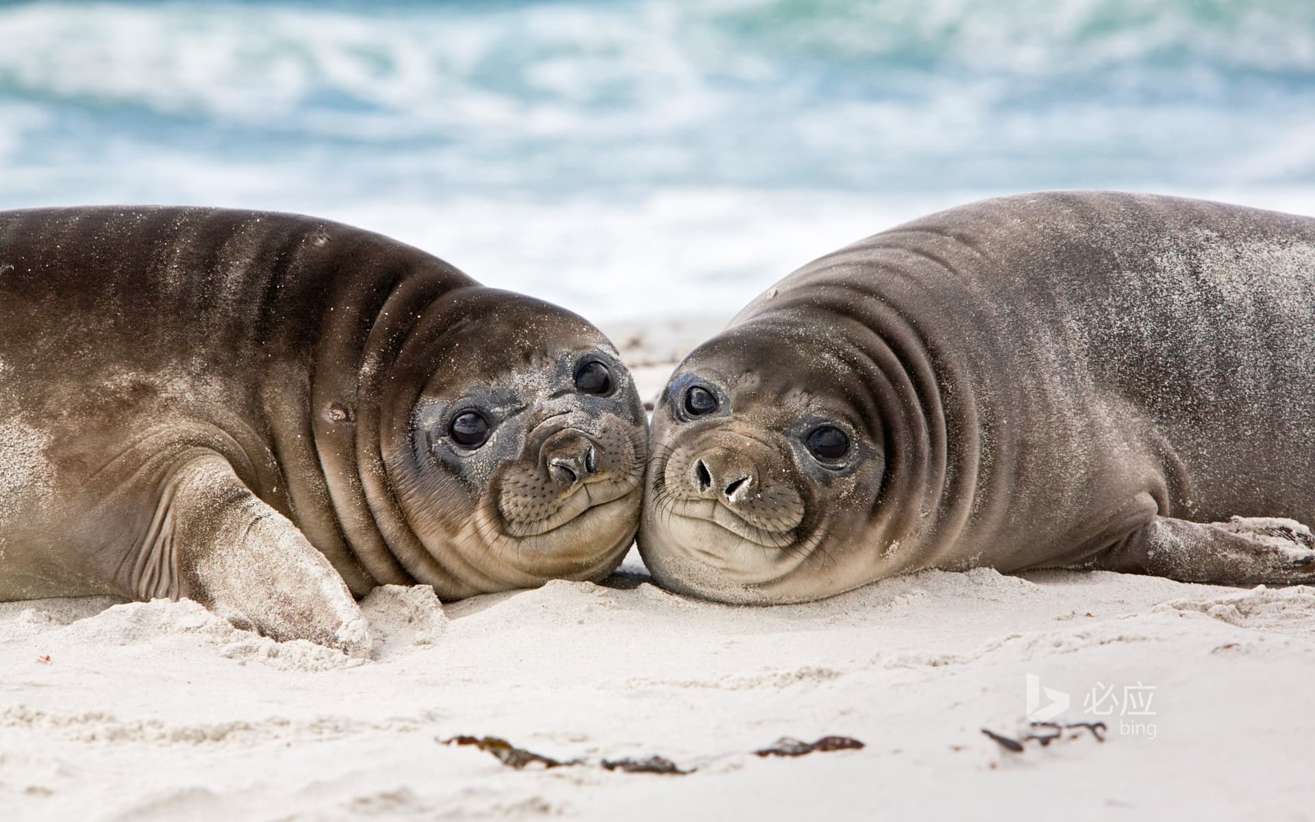 Bing Wallpaper: Southern elephant seal cubs on the beach, Sea Lion Island, Falkland Islands