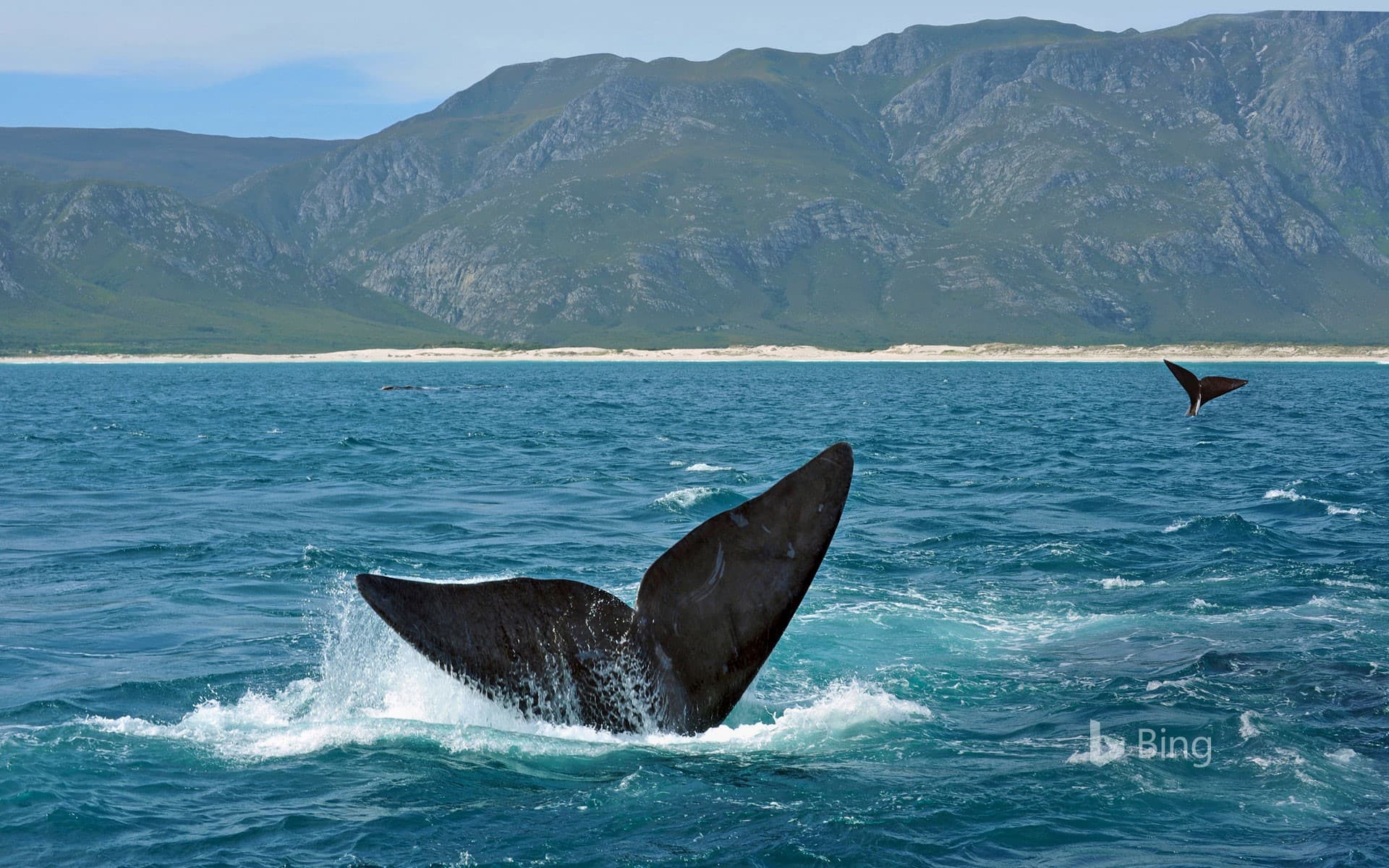 Bing Wallpaper: Southern right whales off the coast of South Africa