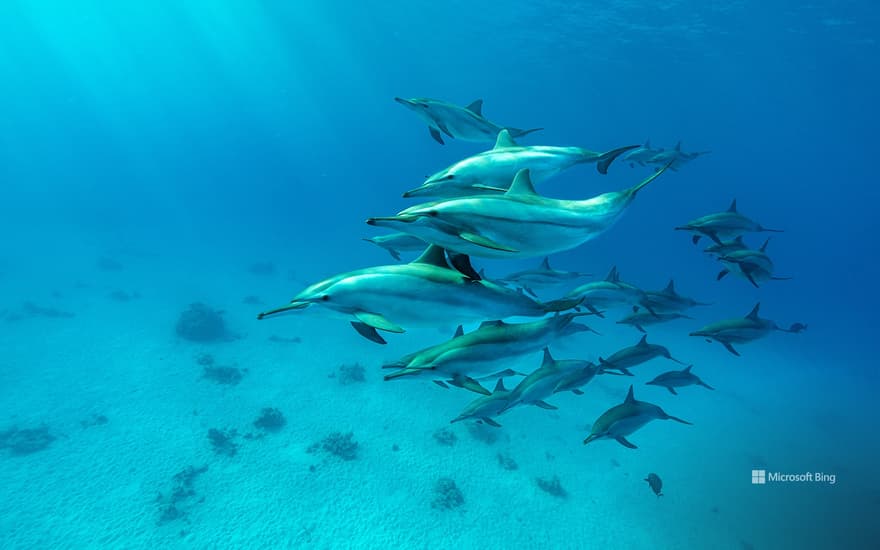 Spinner dolphin pod in the Red Sea, Marsa Alam, Egypt