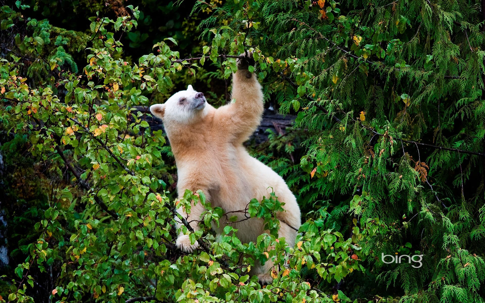 Bing Wallpaper: Kermode bear in Great Bear Rainforest (North and Central Coast), British Columbia, Canada