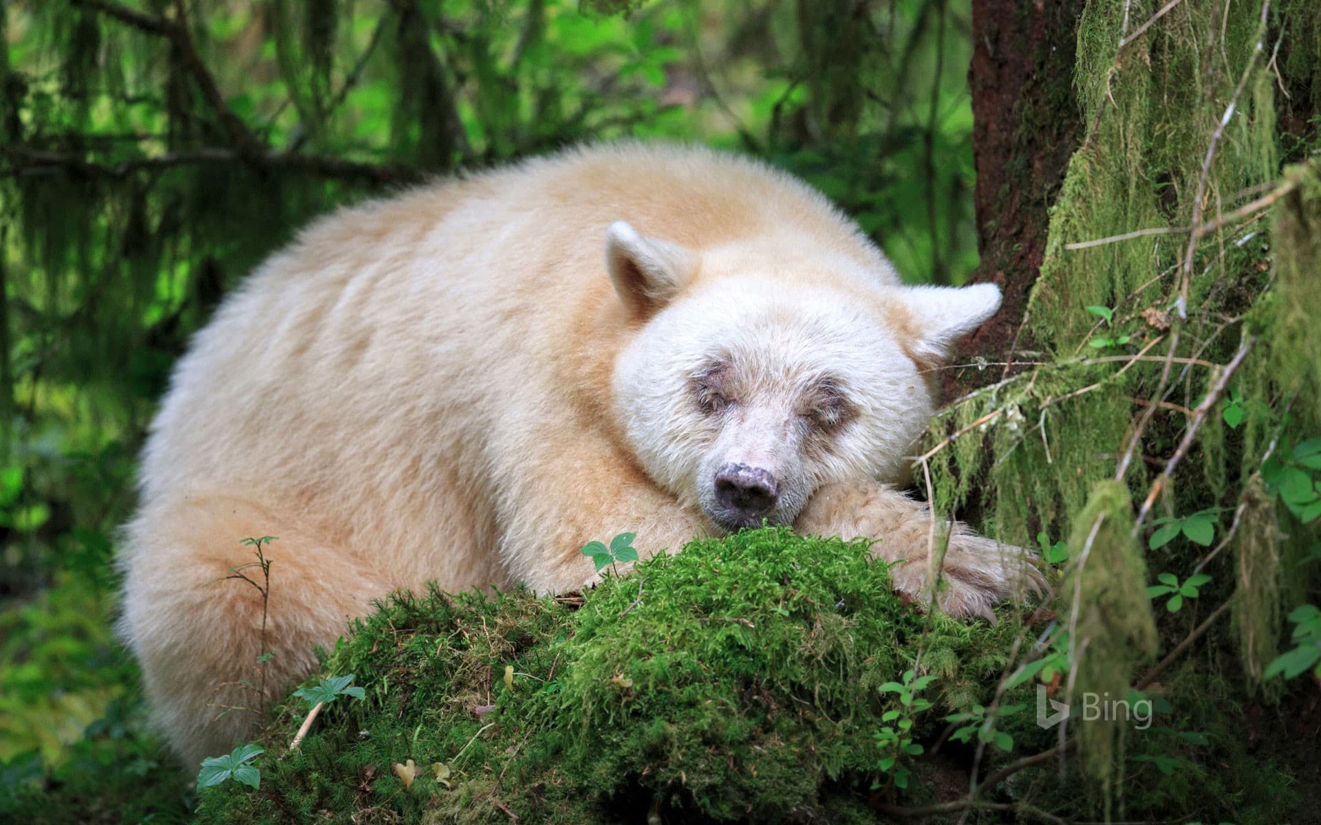 Bing Wallpaper: A sleeping Kermode bear in British Columbia, Canada