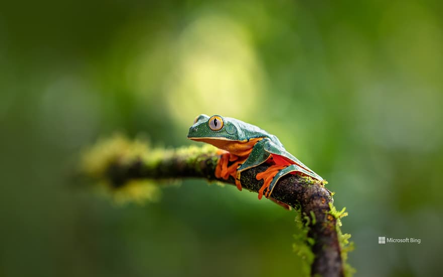 Splendid leaf frog