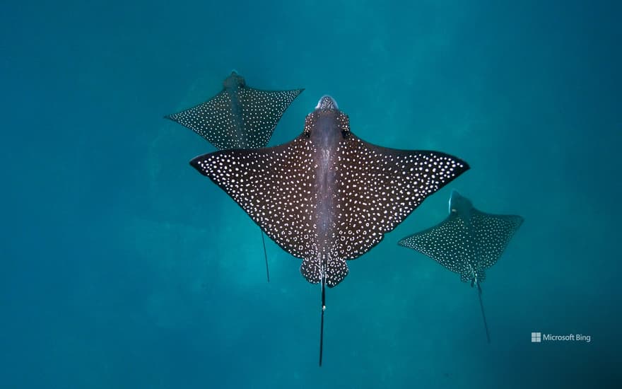 Spotted eagle rays, San Cristóbal Island, Galápagos Islands, Ecuador