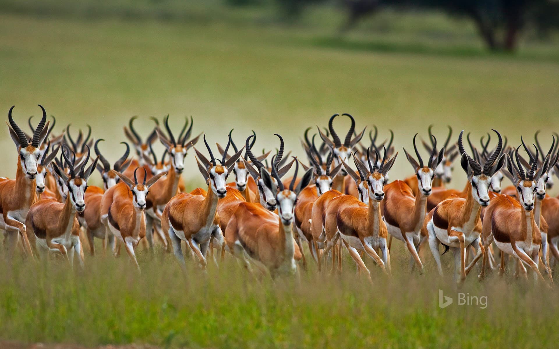 Bing Wallpaper: A herd of male springboks in the Kalahari region of South Africa