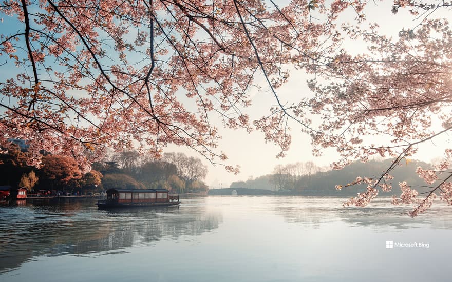 Beautiful blooming cherry blossoms, spring in Hangzhou, China