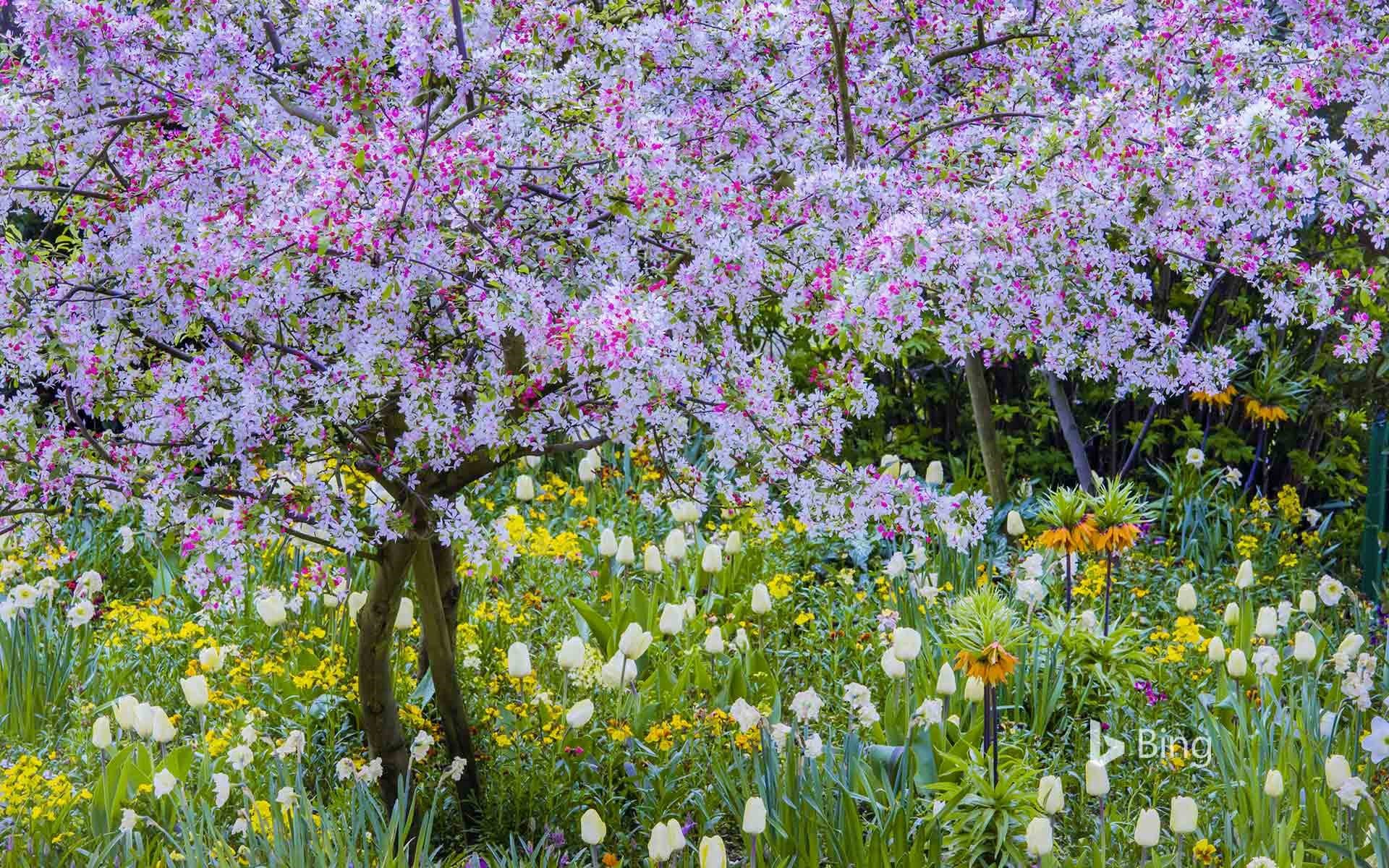 Bing Wallpaper: Springtime in Claude Monet's garden, Giverny, France