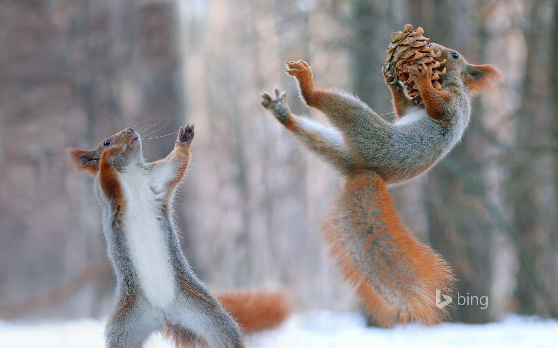 Bing Wallpaper: Eurasian red squirrels in action