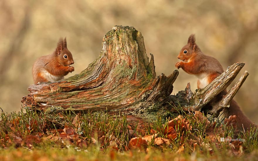 Red squirrels, Cairngorms National Park, Scottish Highlands