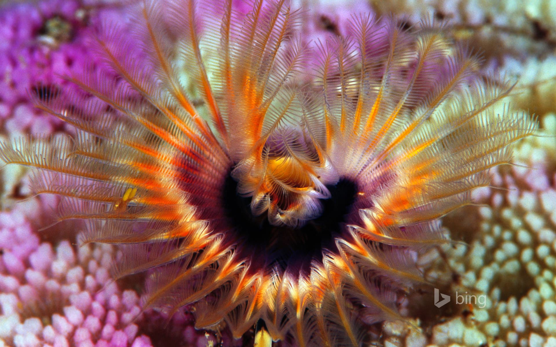 Bing Wallpaper: Star horseshoe worm on a hump coral reef off the Solomon Islands