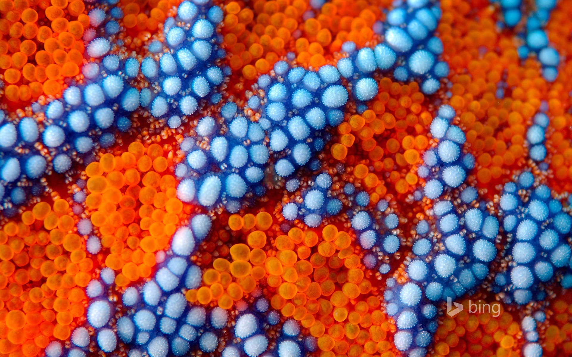 Bing Wallpaper: Detail of spines on the exterior of a sea star (Evasterias retifera) near Primorsky Krai, Russia