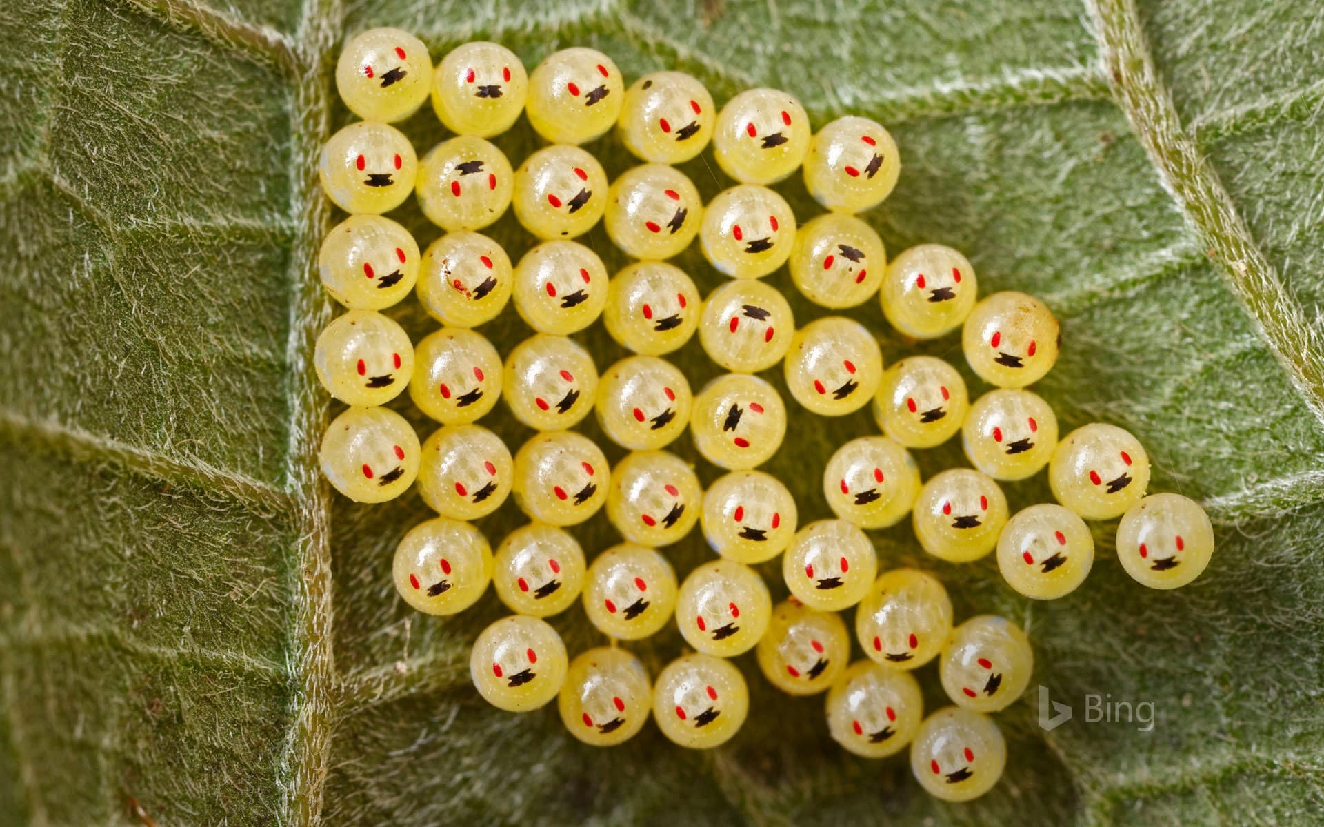 Bing Wallpaper: Stink bug eggs on a leaf in Madagascar