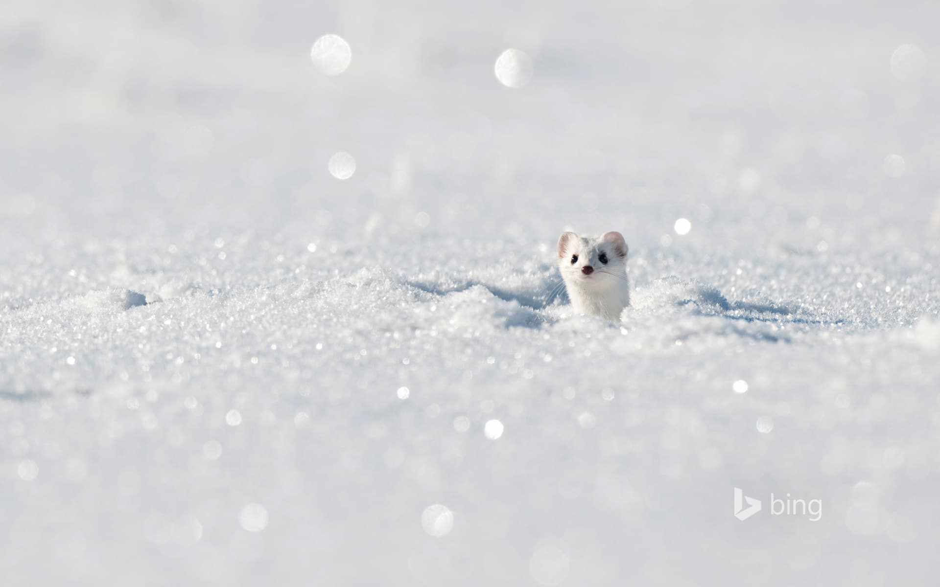 Bing Wallpaper: Stoat (aka ermine) in the Jura Mountains, France