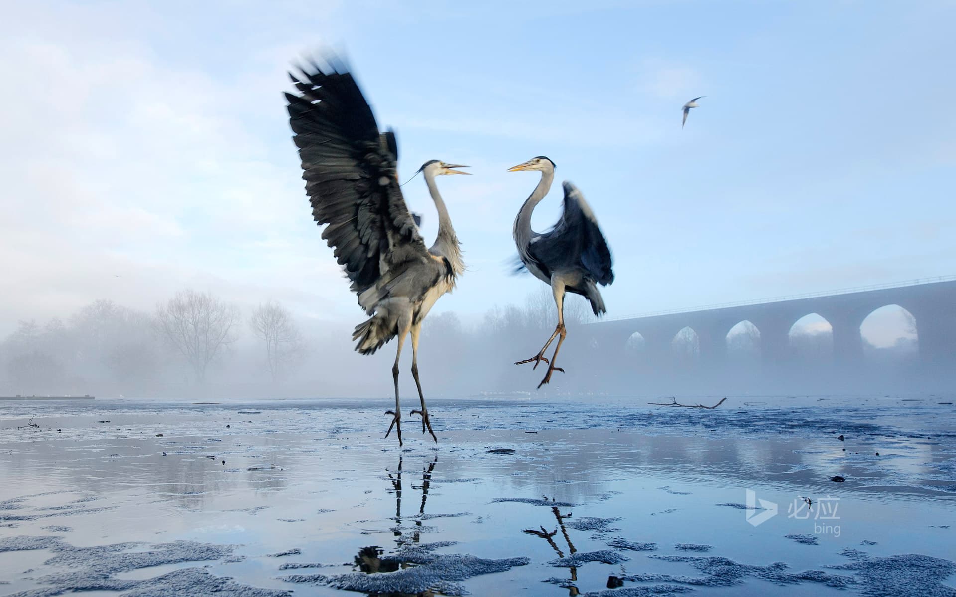 Bing Wallpaper: Two herons fighting over fish on the Tam River in Stockport, Greater Manchester
