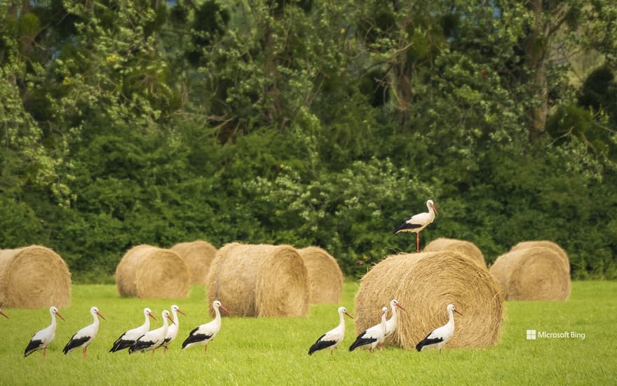 White storks in a field of haystacks