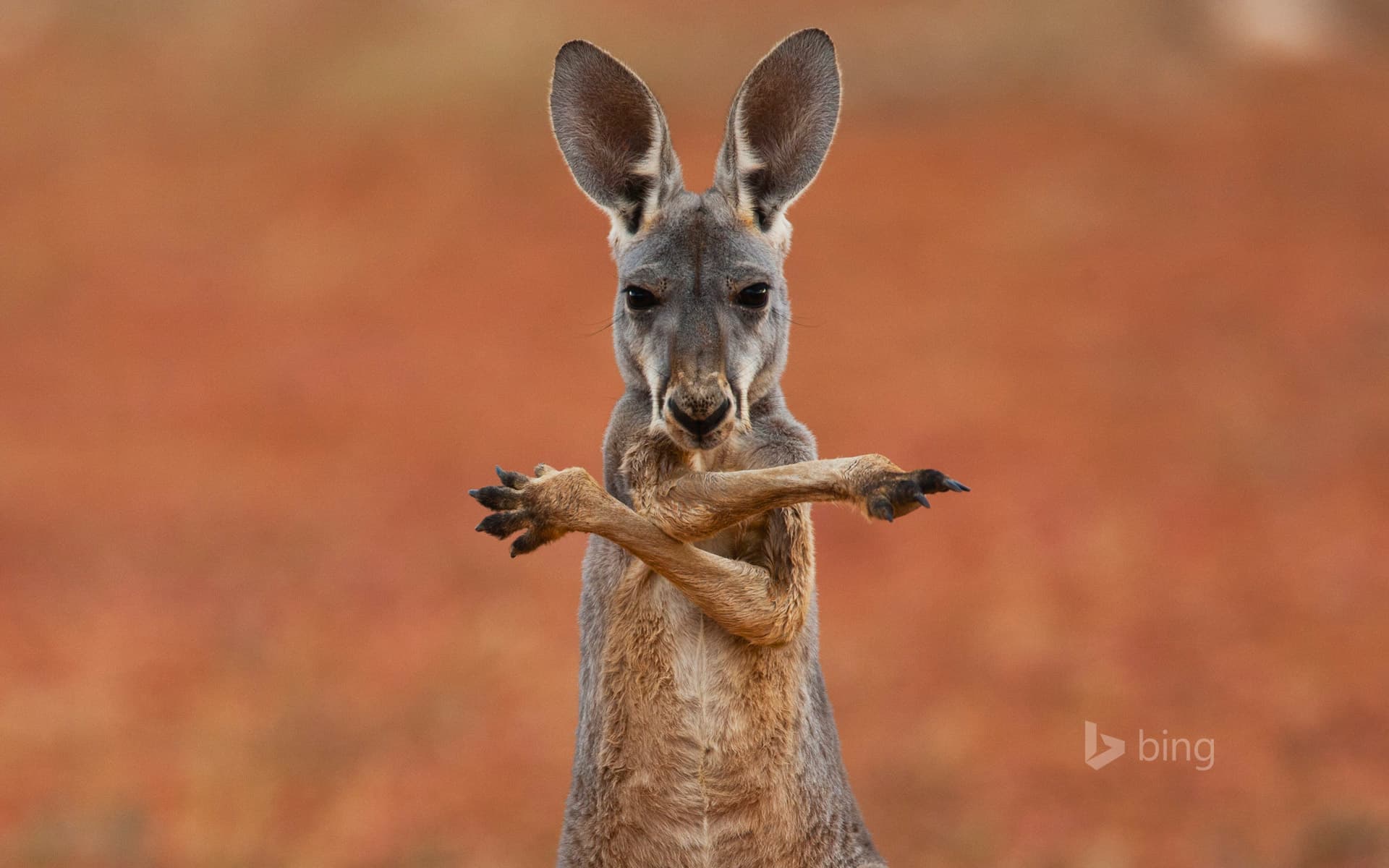 Bing Wallpaper: A red kangaroo in the Sturt Stony Desert, Australia