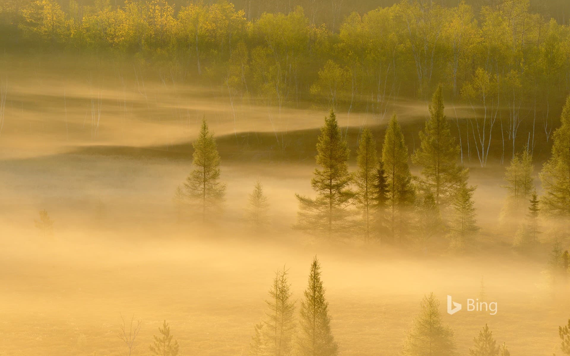 Bing Wallpaper: Spring trees in a misty valley, Lively, Sudbury, Ontario, Canada