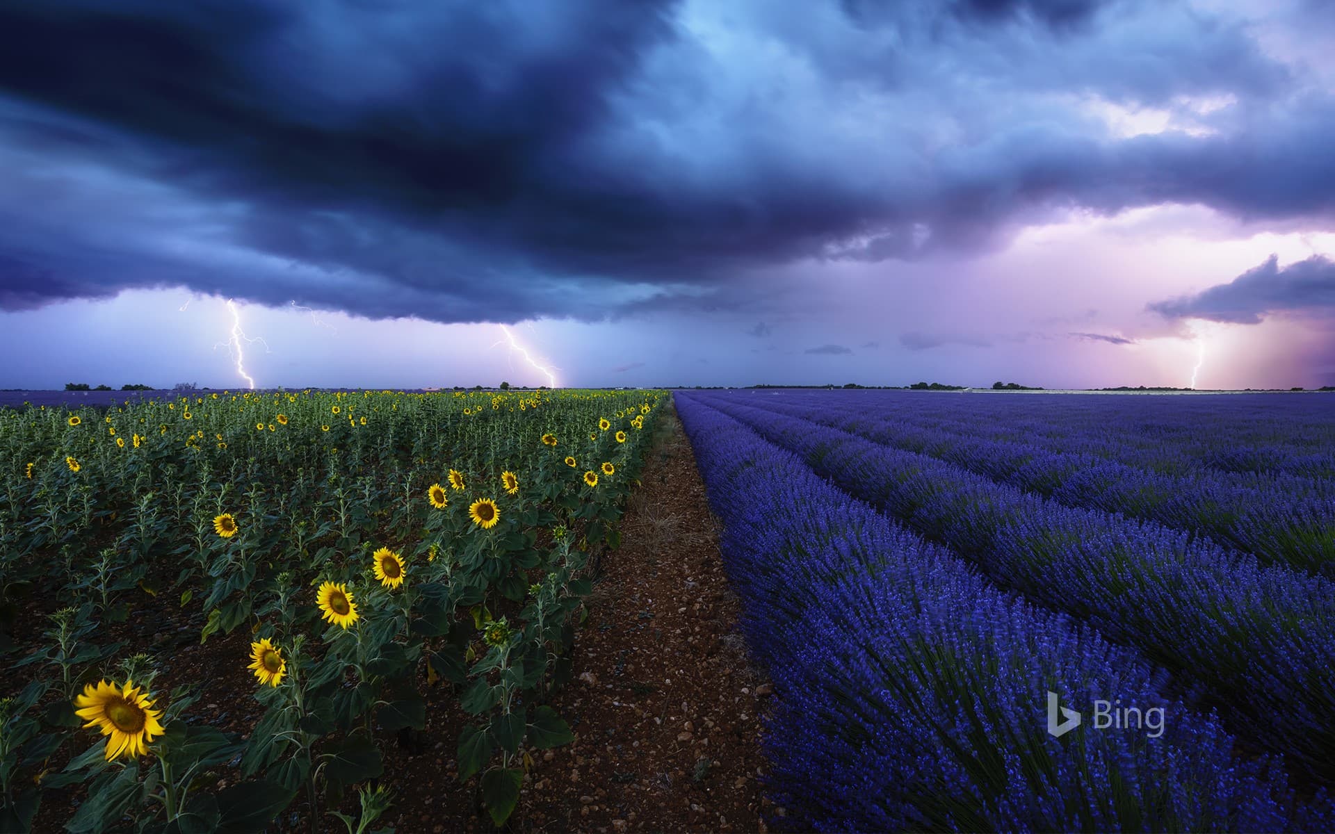 Bing Wallpaper: Lavender and sunflower fields under a stormy sky in Provence, France