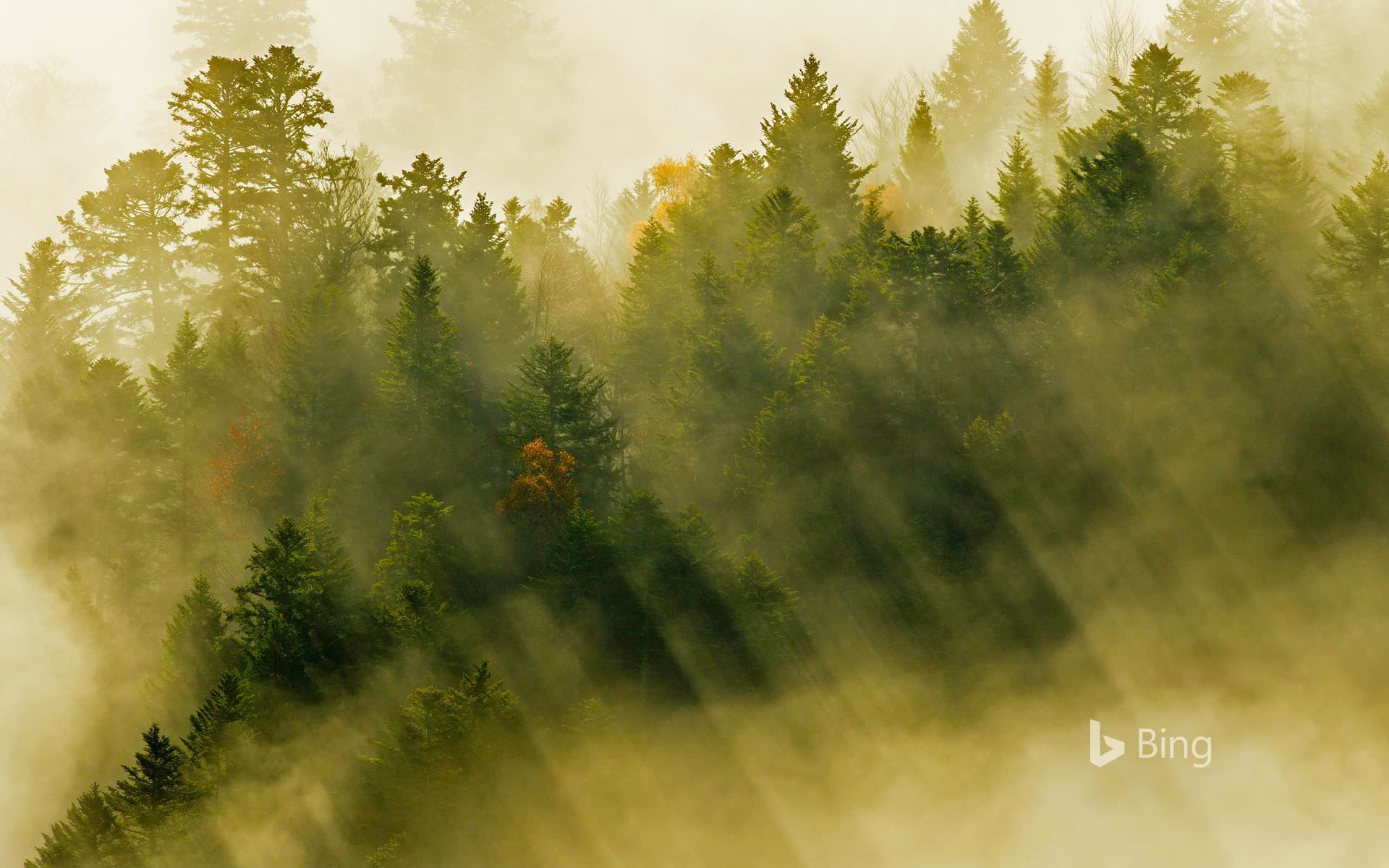 Bing Wallpaper: Coniferous forest, Vosges Mountains, France