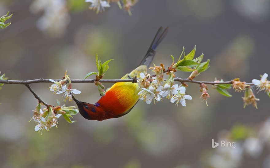 Mrs. Gould's sunbird male, Yunnan Province, China