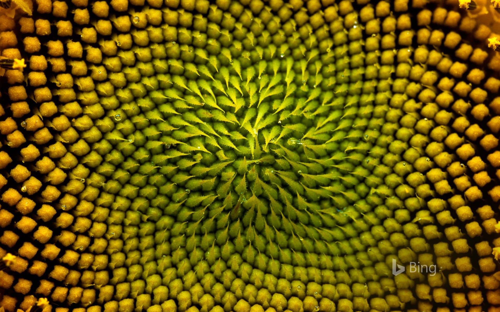 Bing Wallpaper: Detail of the inside of a sunflower, Boulder, Colorado