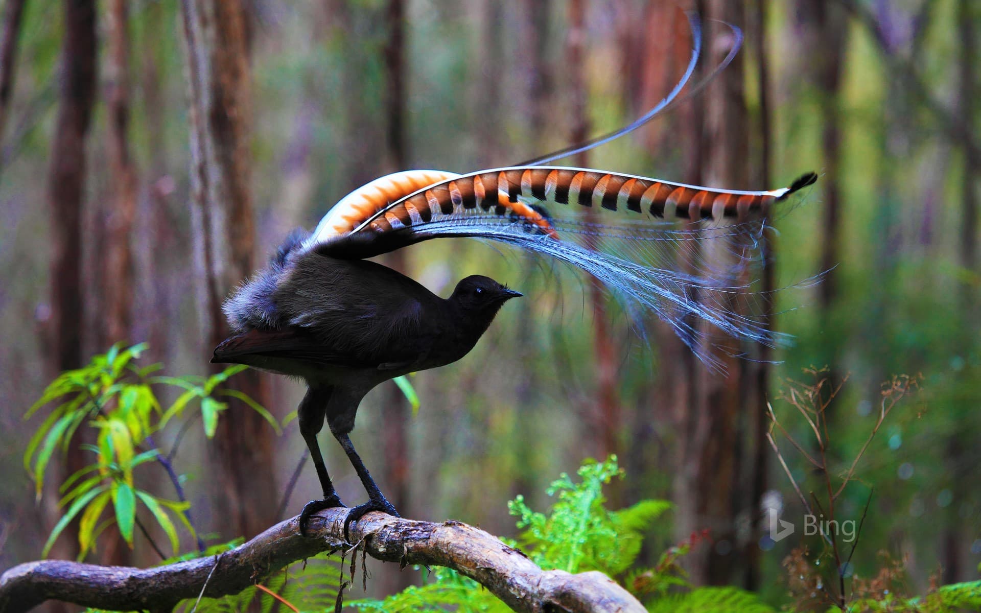 Bing Wallpaper: Superb lyrebird in Marysville State Forest, Australia