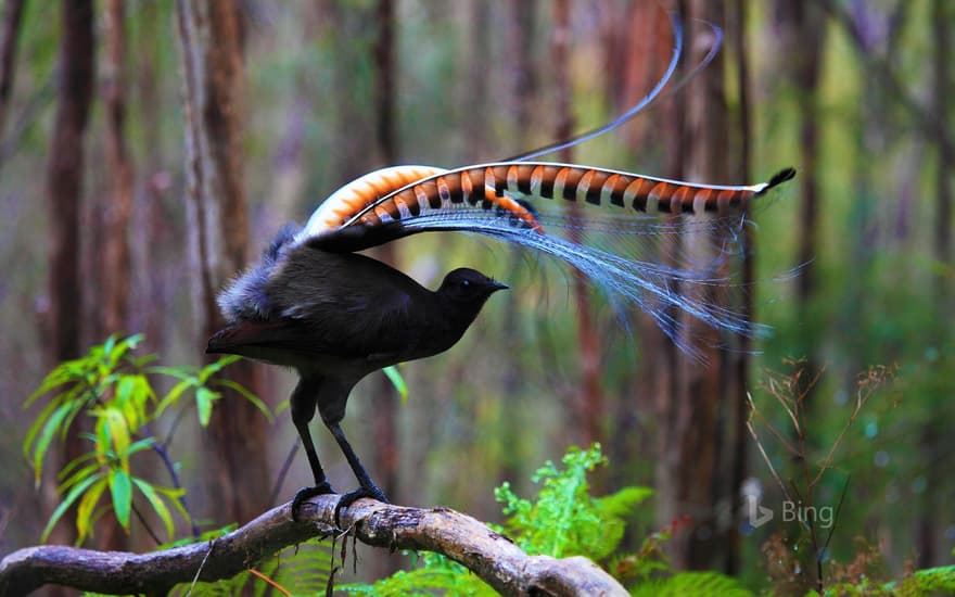 Superb lyrebird in Marysville State Forest, Australia