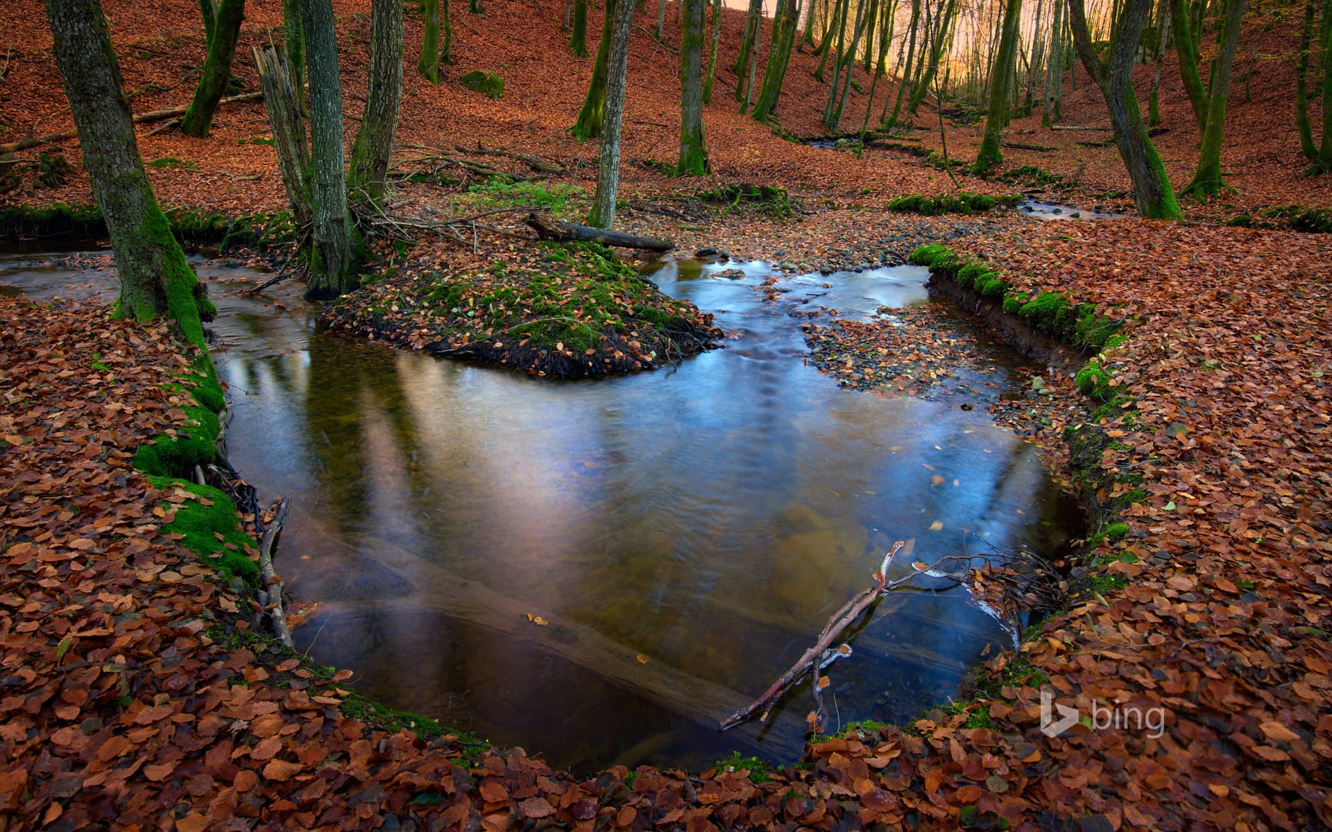 Bing Wallpaper: Autumnal forest, Sweden