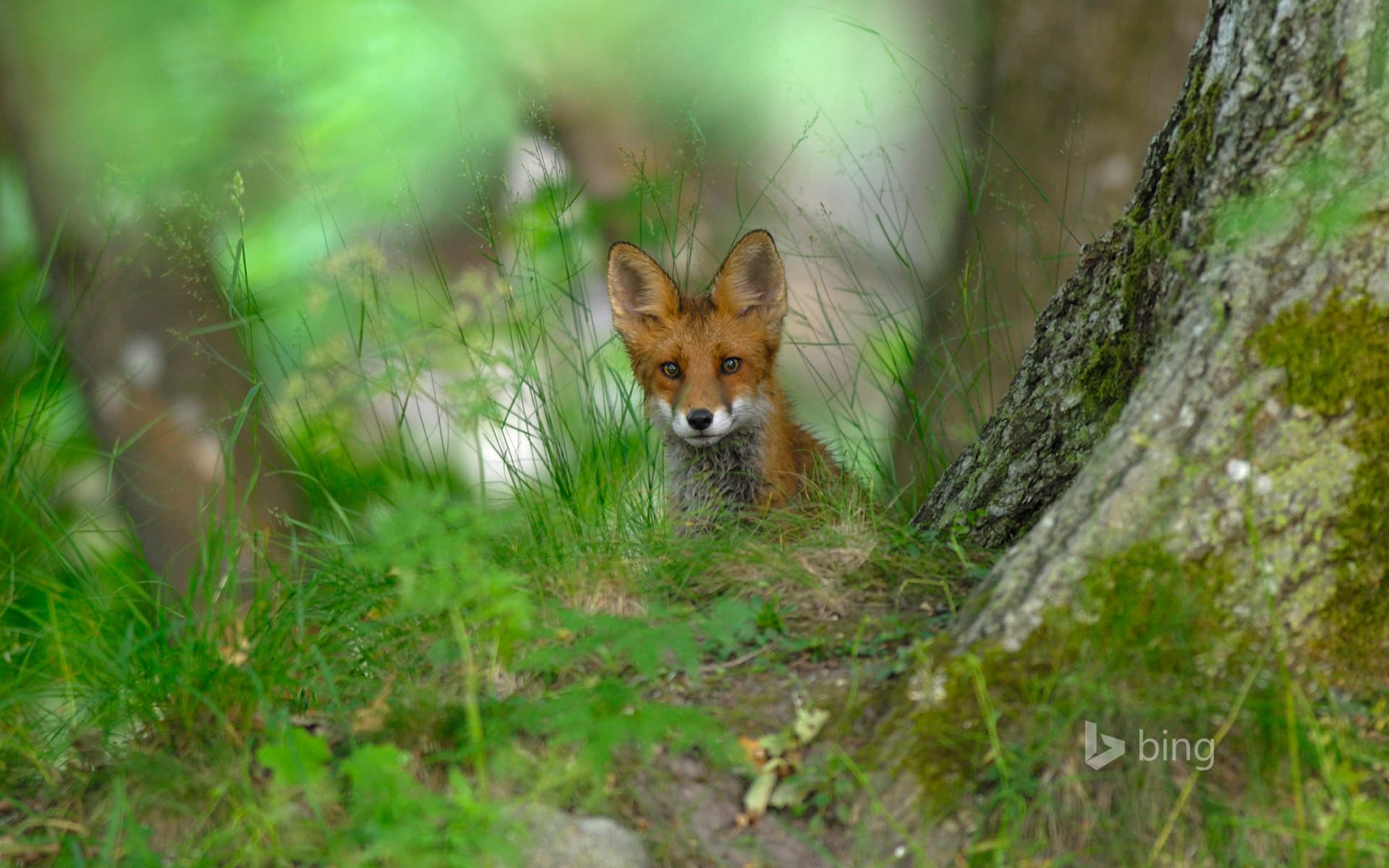 Bing Wallpaper: A red fox in the forest of Elfvik near Lidingö, Sweden